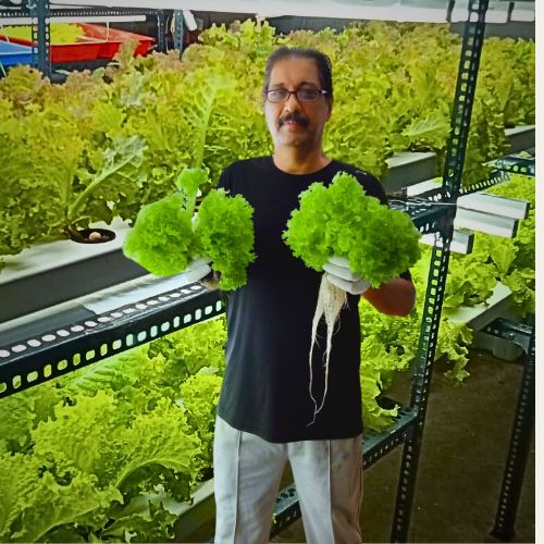Millets lettuce a healthy combo